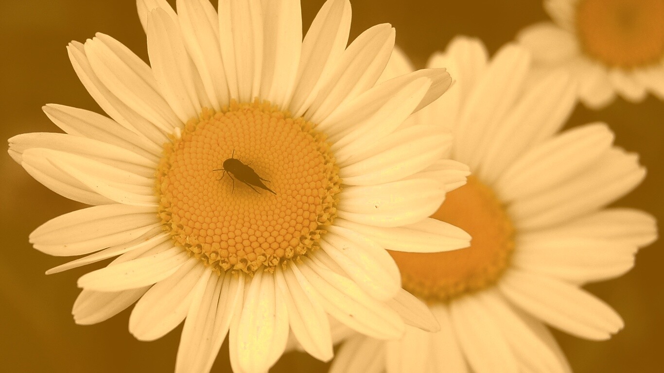 Ромашки обои