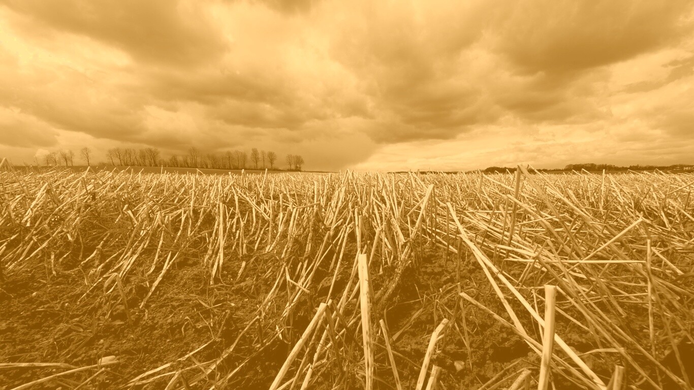 Убранное поле обои