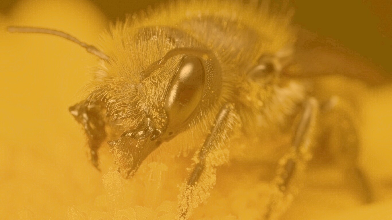 Пчела крупным планом обои