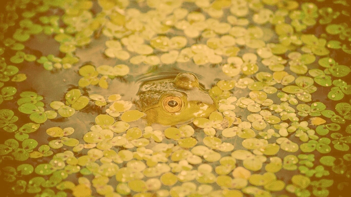 Маленькая лягушка обои