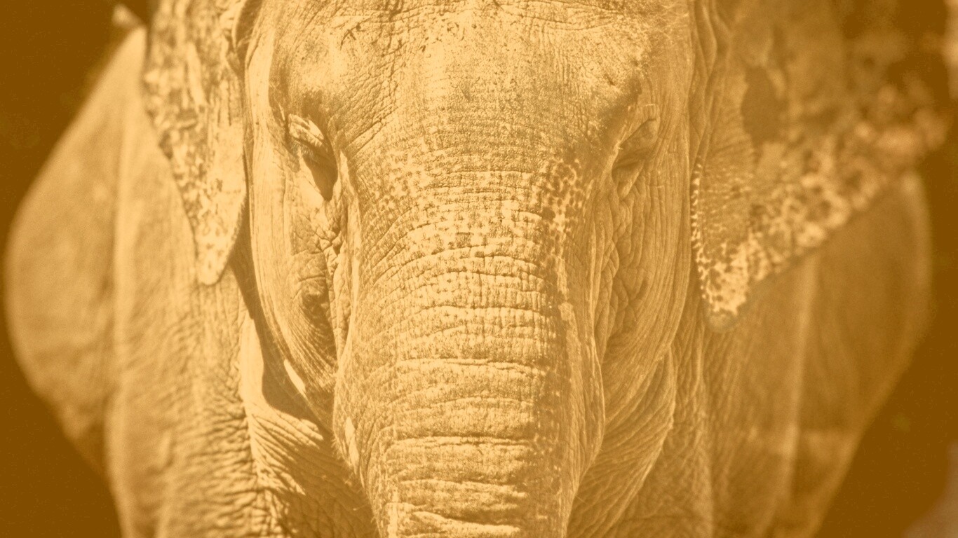 Слон обои