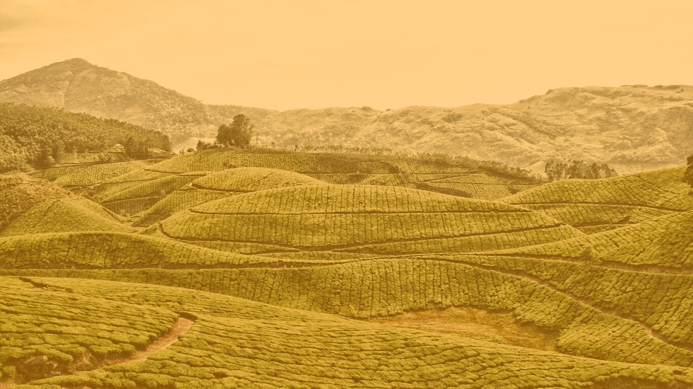 Плантации в Индии обои