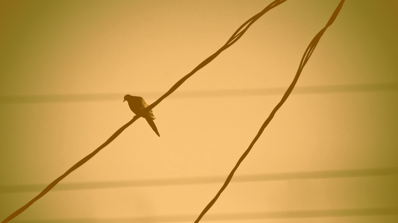 Птица на проводе обои