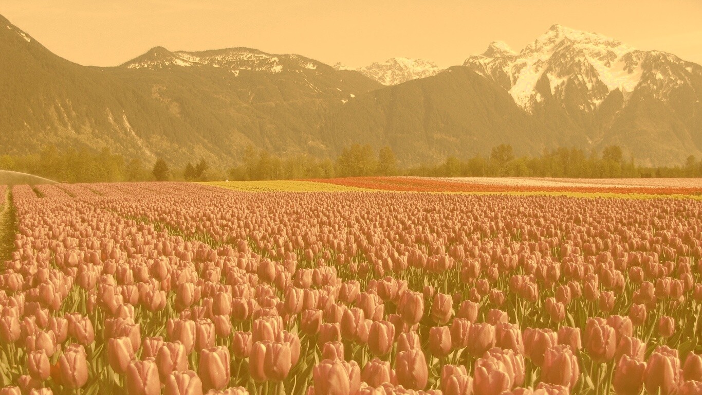 Поле тюльпанов обои