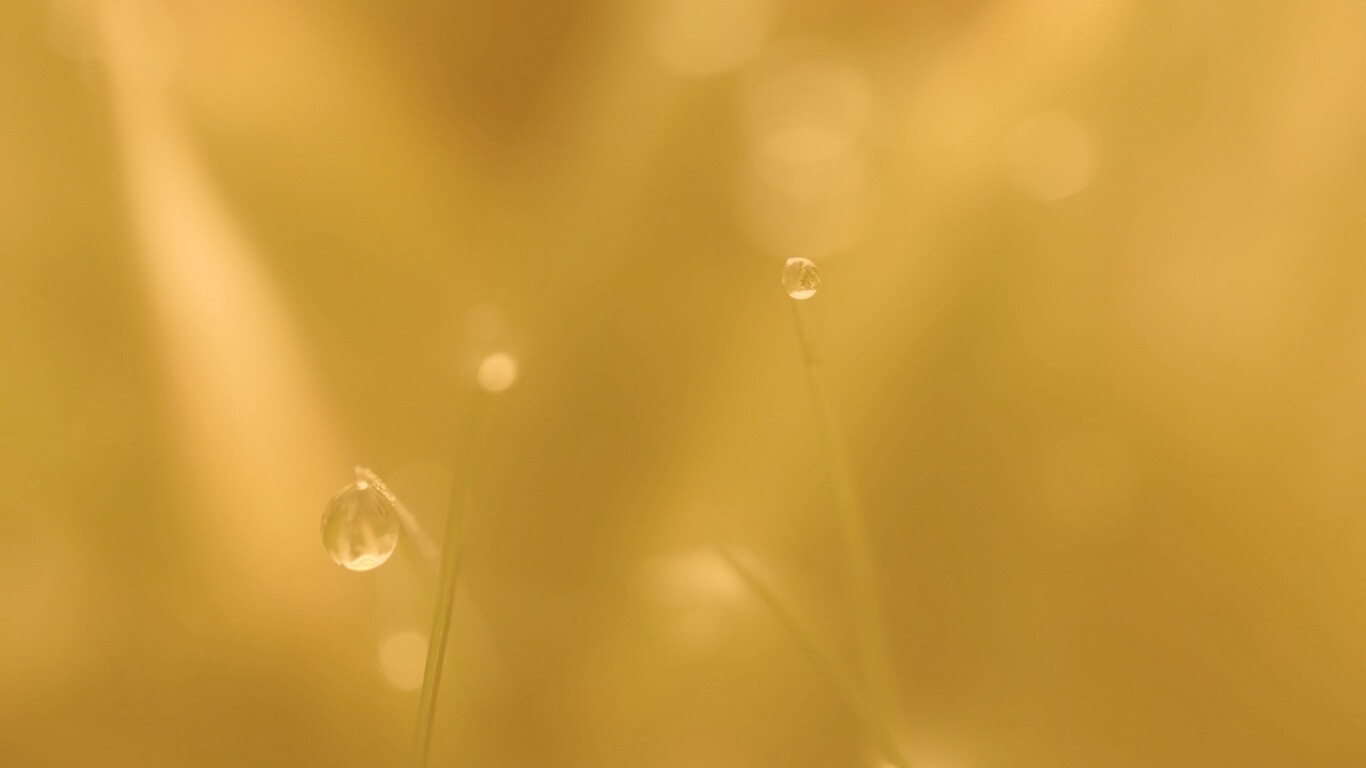 Роса на травинке обои