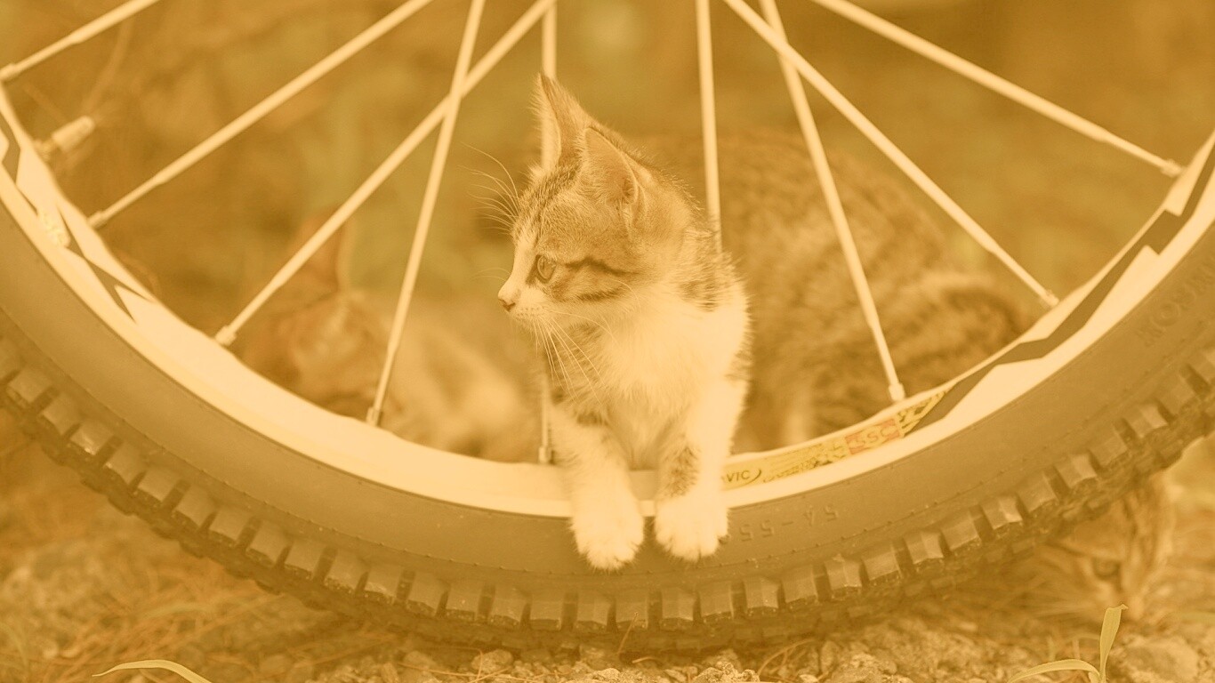 Маленький котенок обои