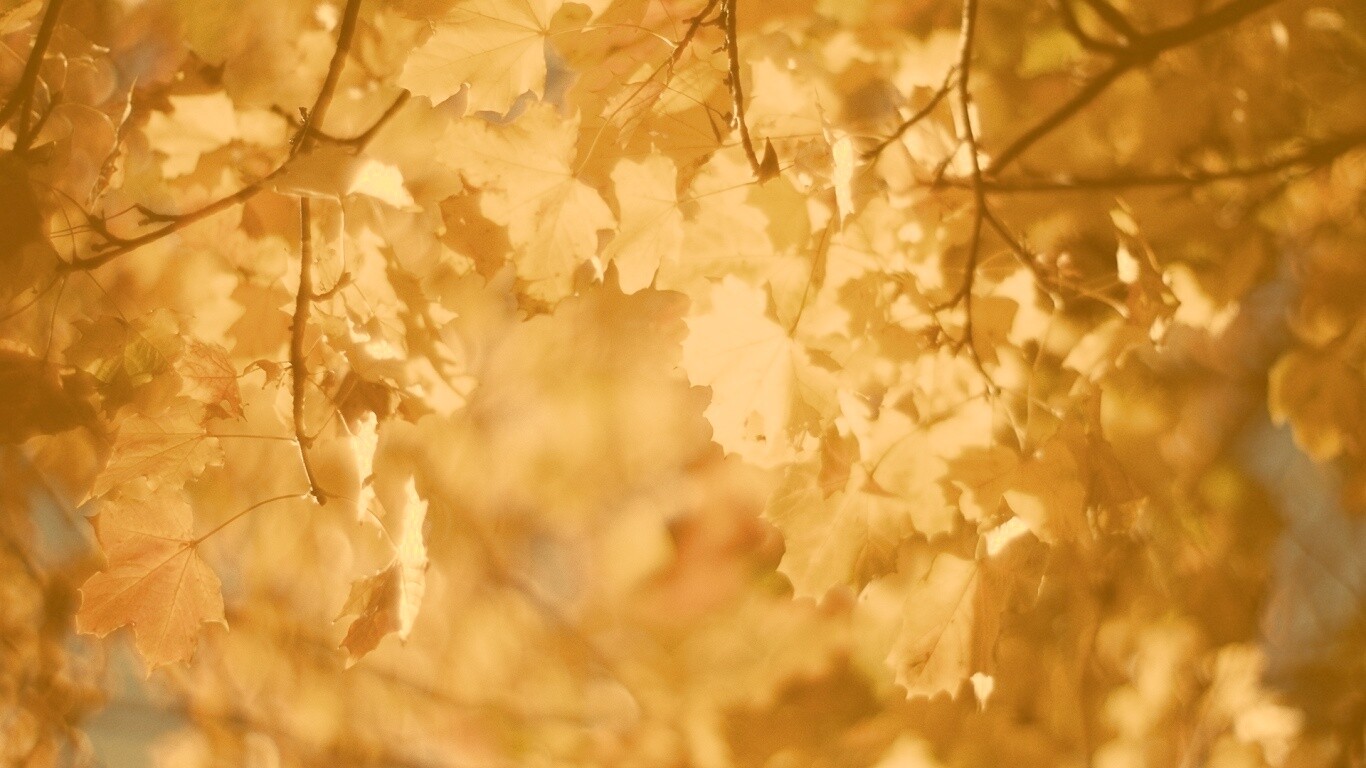 Жёлтые листья обои