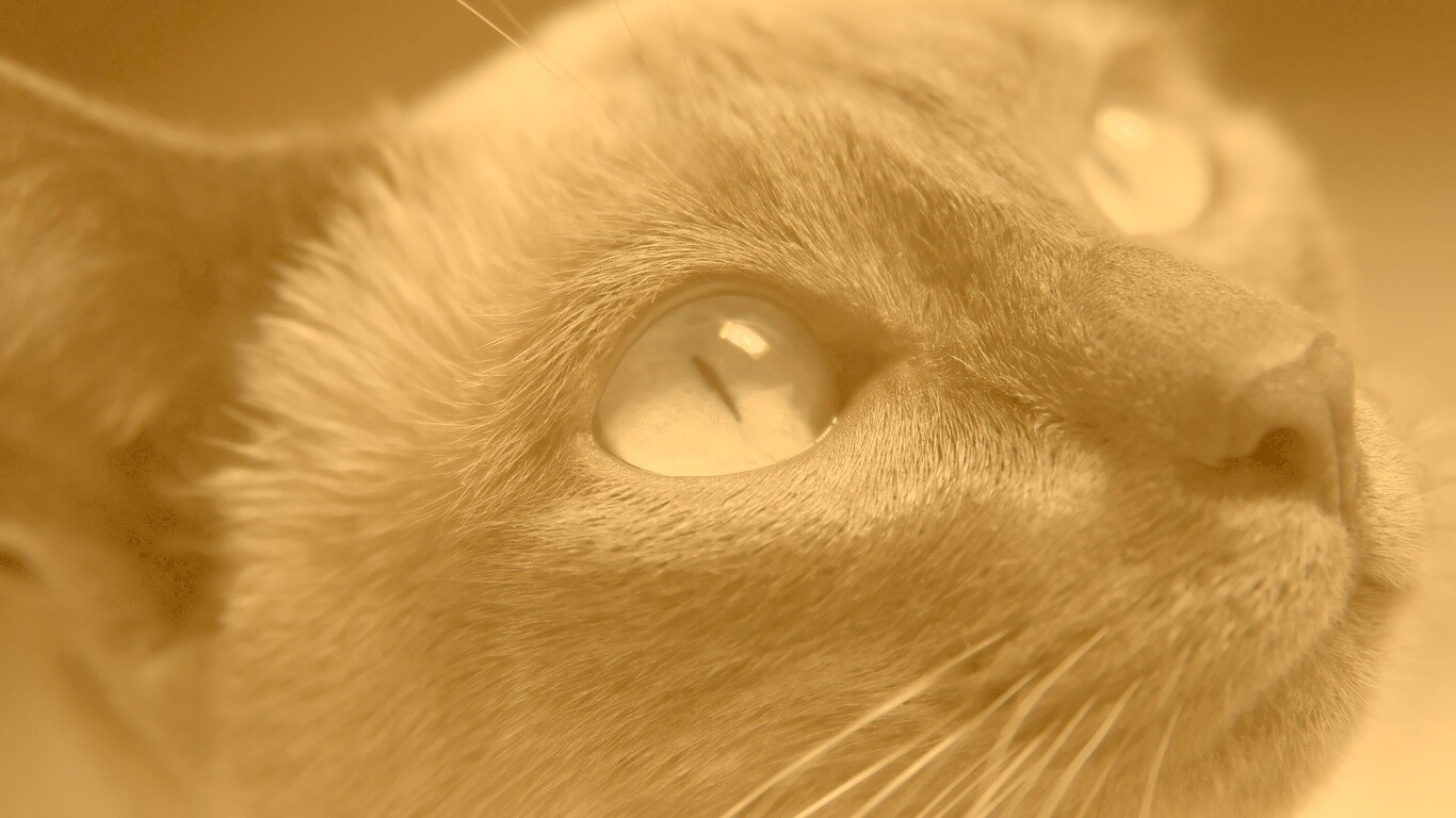 Кот с голубыми глазами обои