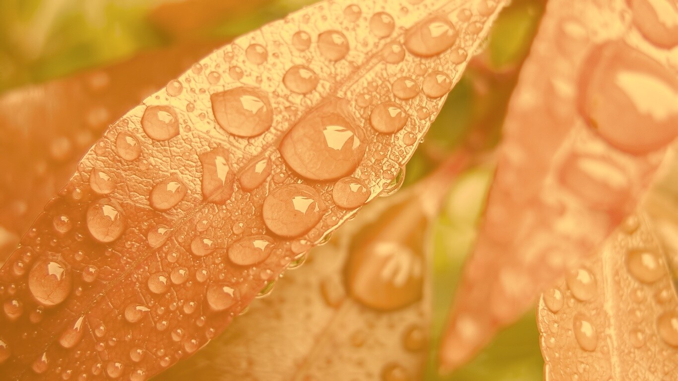 Капли росы на красных листьях обои