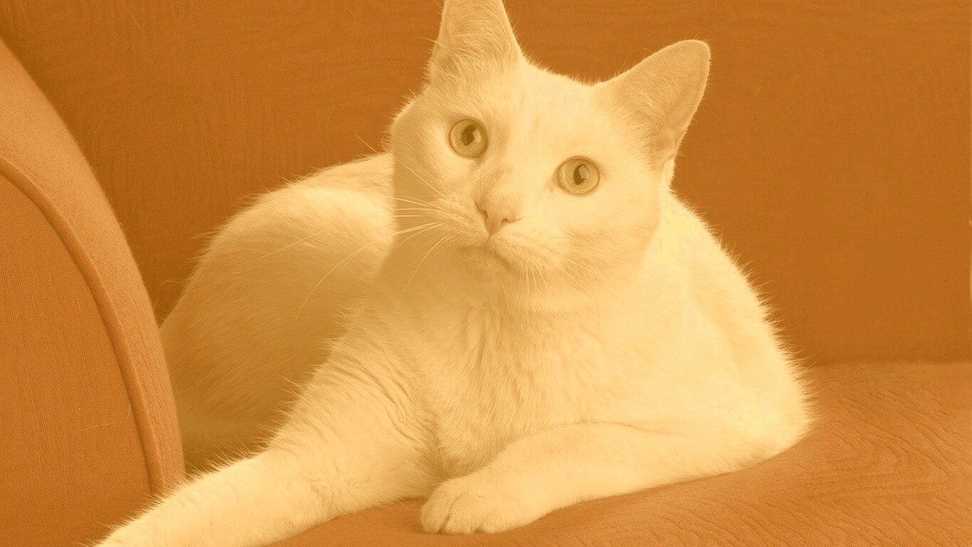 Белой кот на красном диване обои