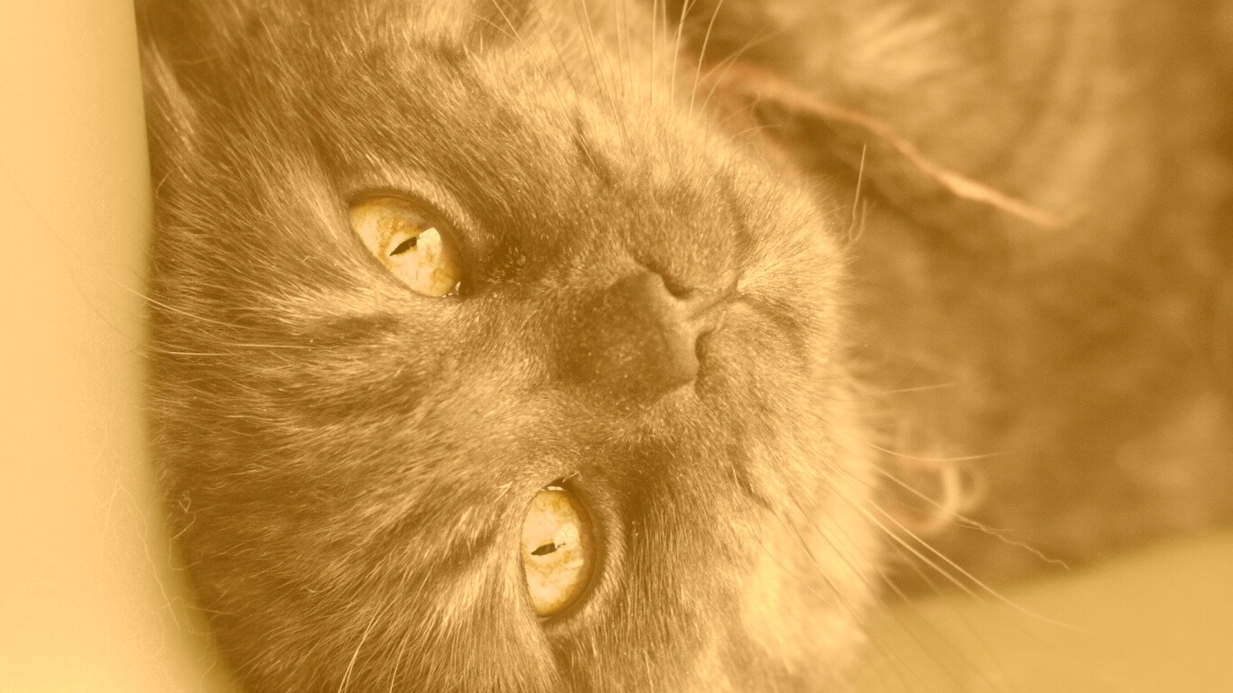 Игривый котёнок обои