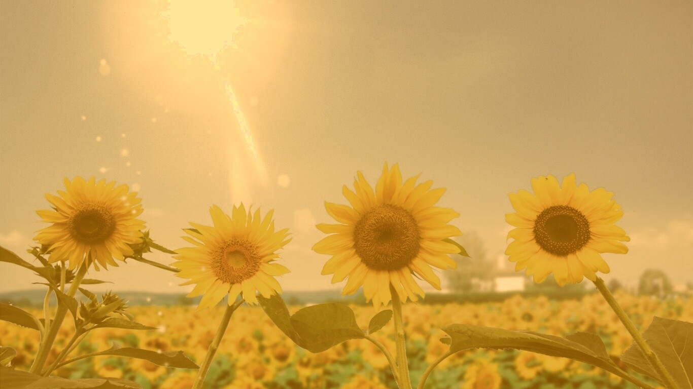 Подсолнухи не смотрят на солнце обои