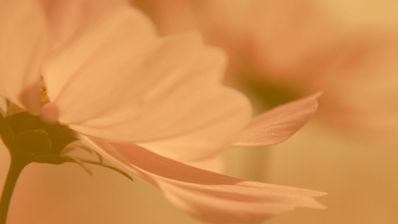 Розовый цветок обои