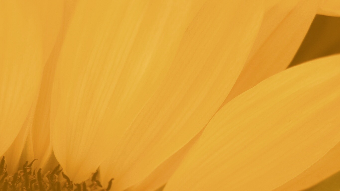 Жёлтый цветок обои