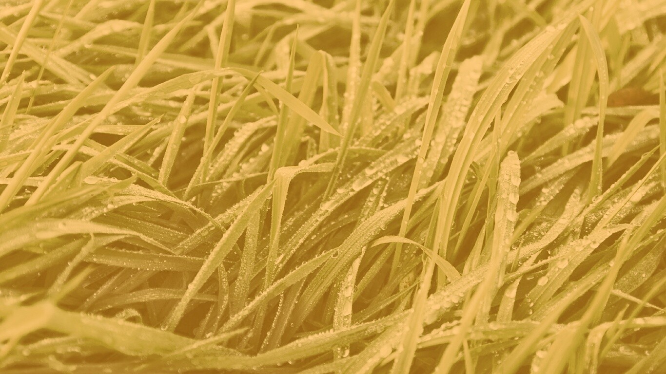 Роса на траве обои