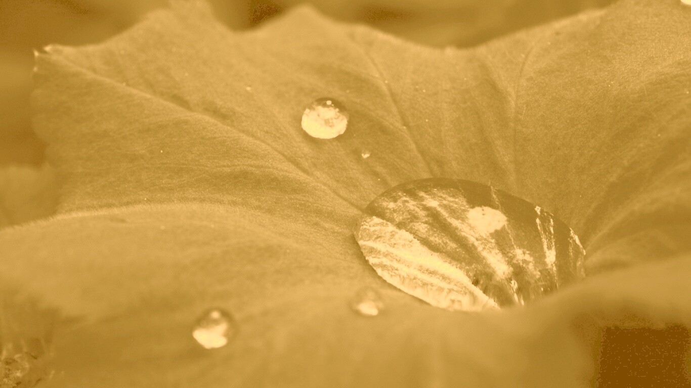 Капля в листе обои