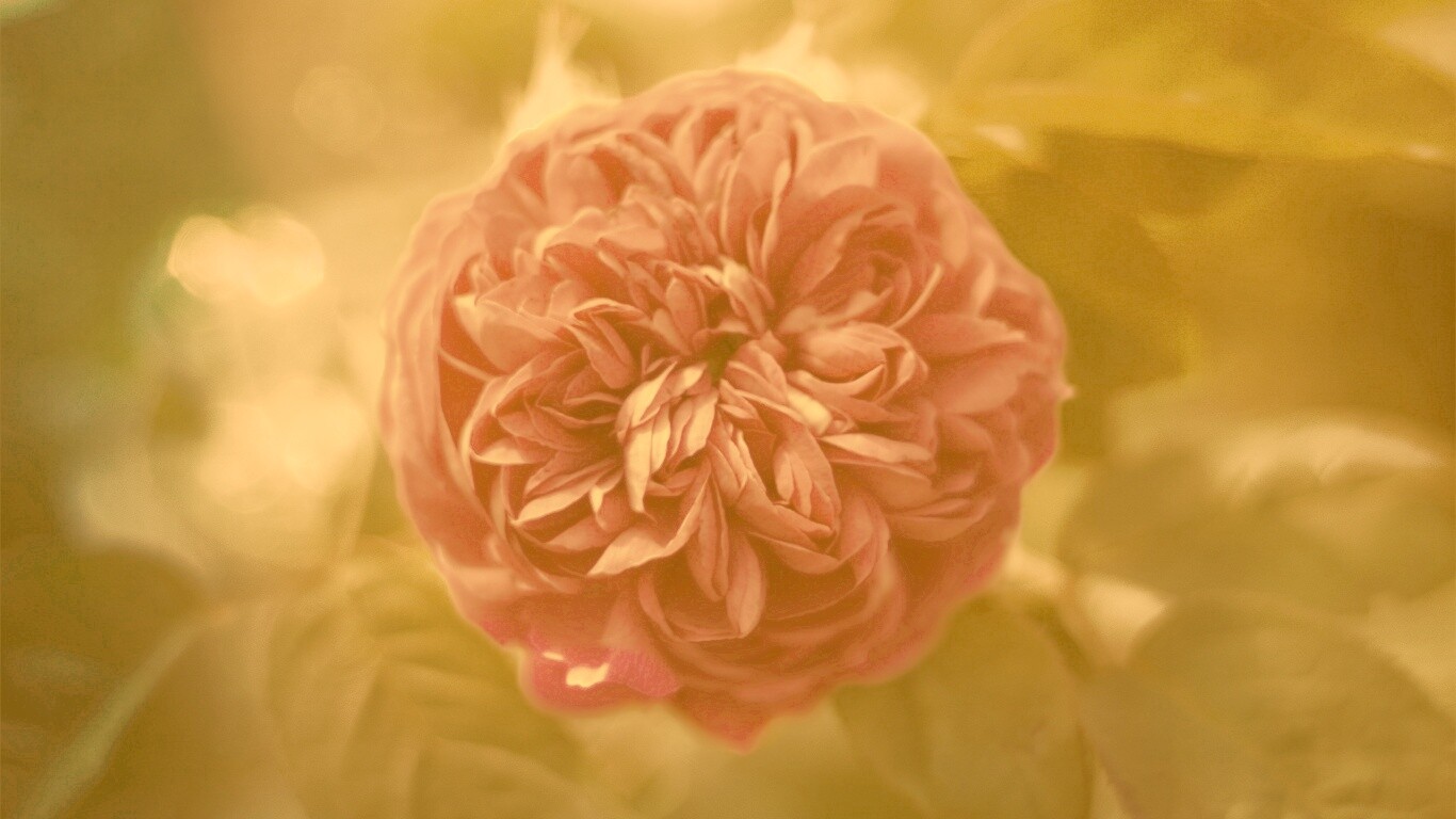 Клевер крупным планом обои