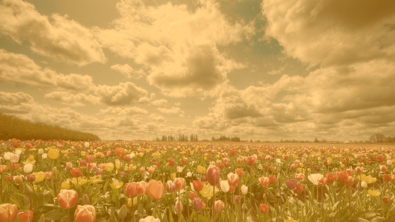 Поле тюльпанов обои