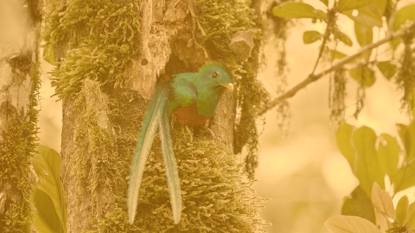 Райская птица в дупле обои