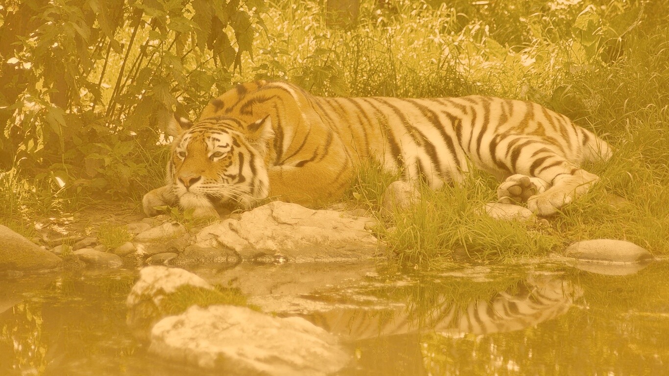 Тигр отдыхает обои