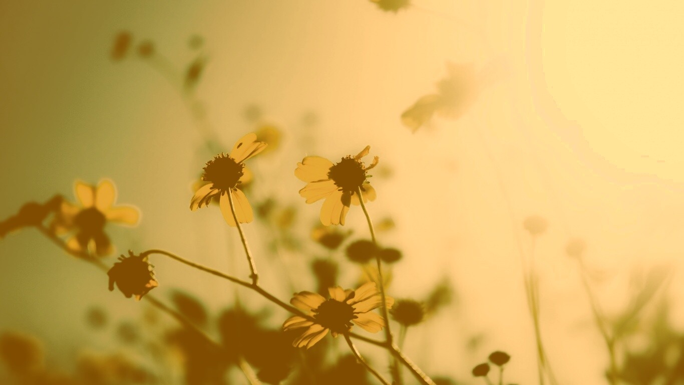 Жёлтые цветочки обои