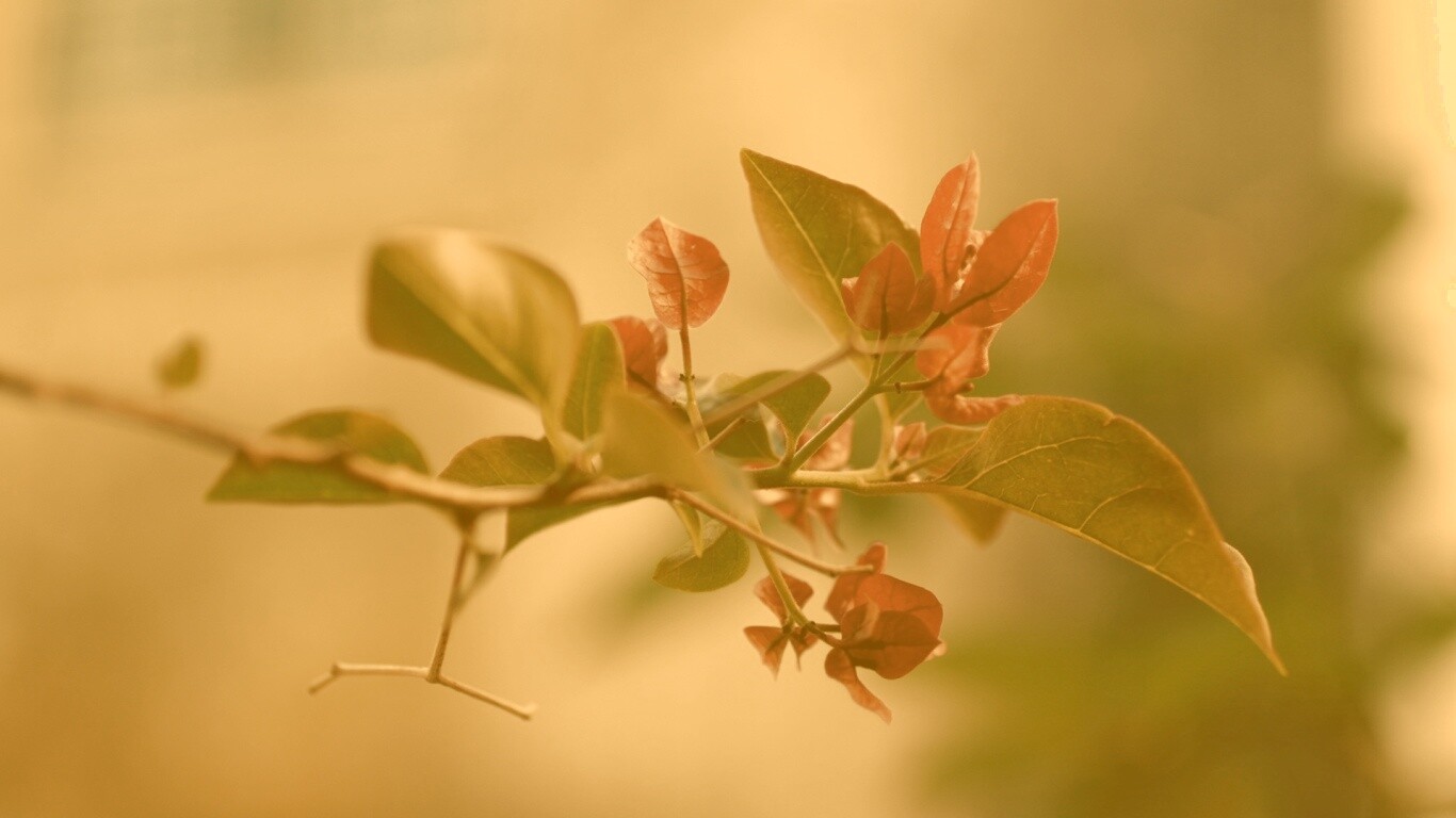Разноцветные листья обои