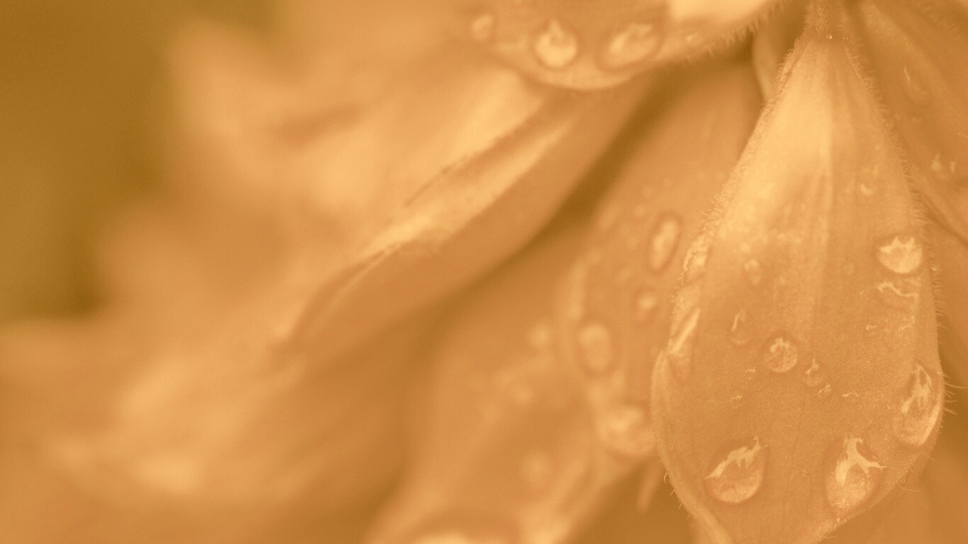 Лепестки обои