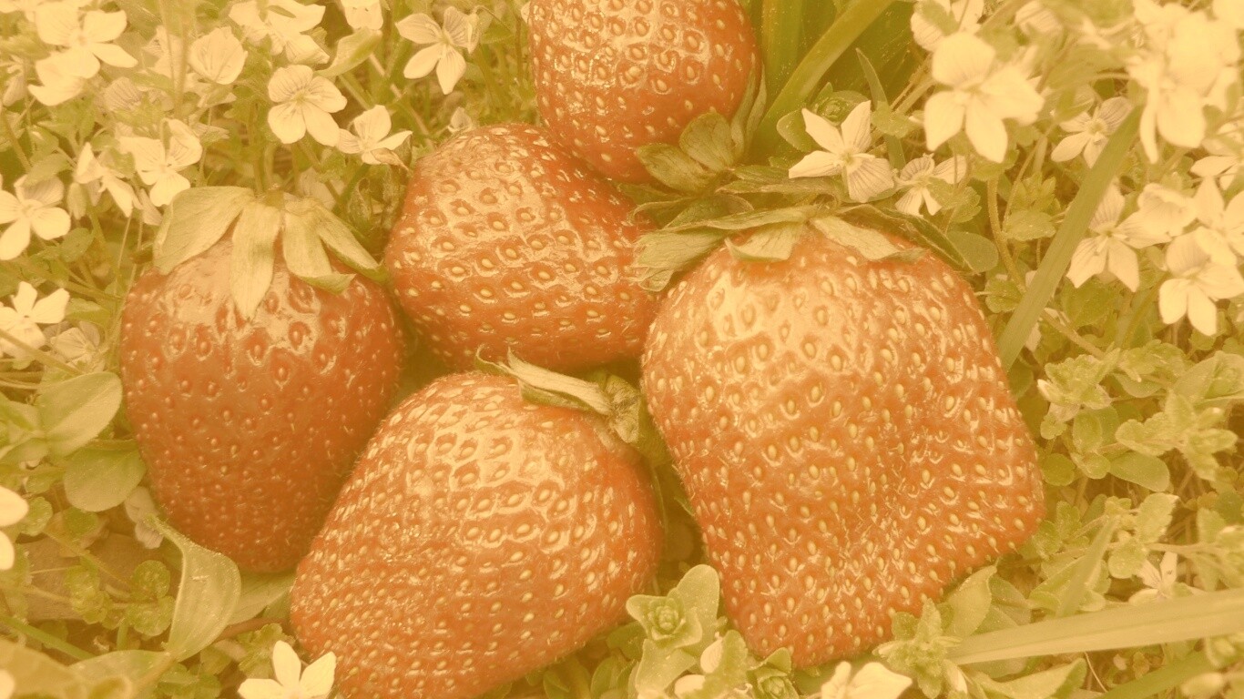 Клубника обои