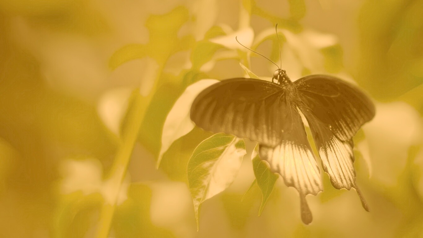 Бабочка с чёрно-белыми крыльями обои