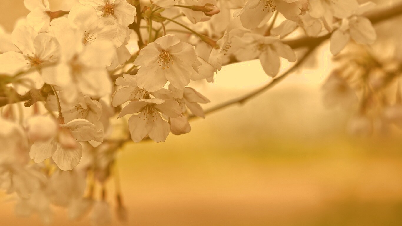 Цветение вишни обои