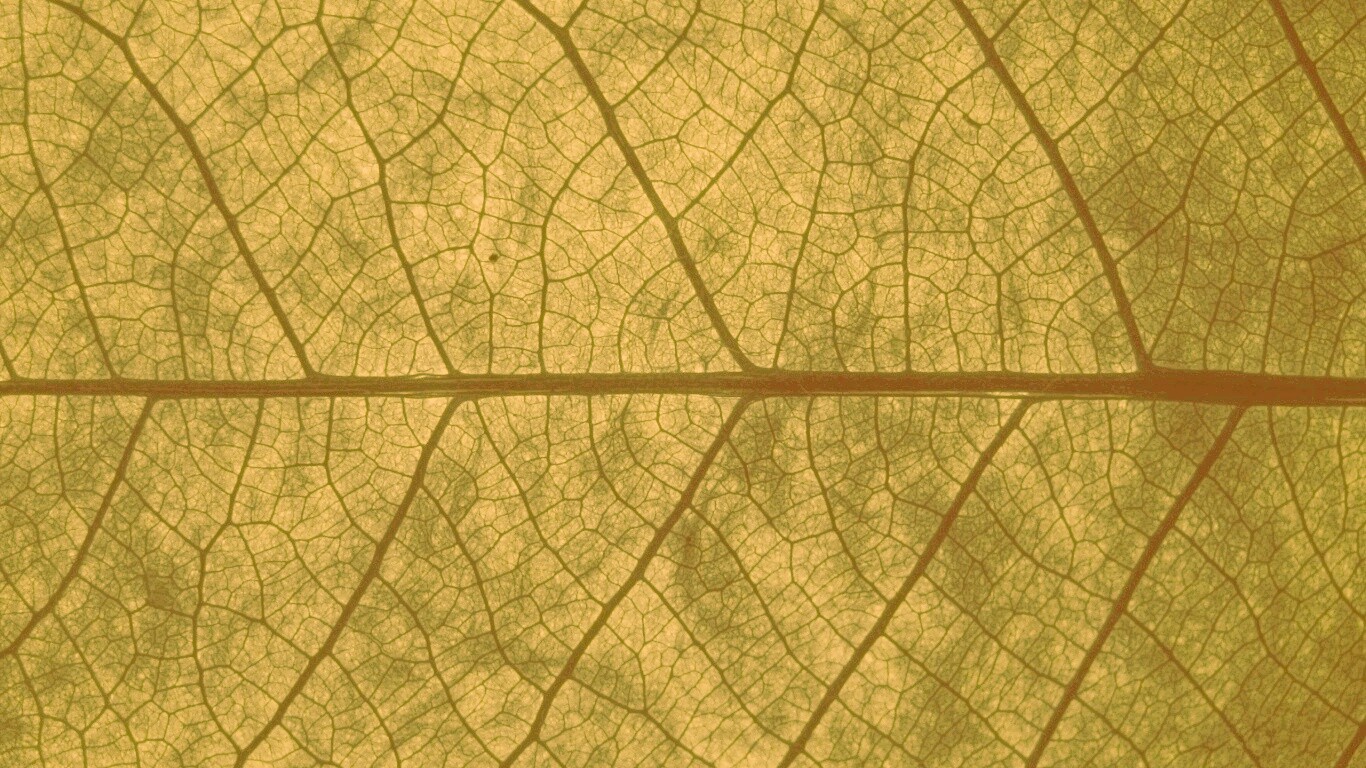 Свечение зеленого листа в макро обои