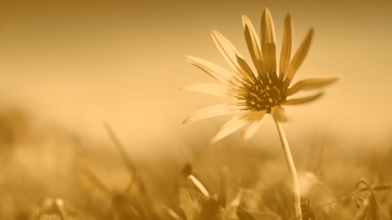 Летний цветок на солнце обои