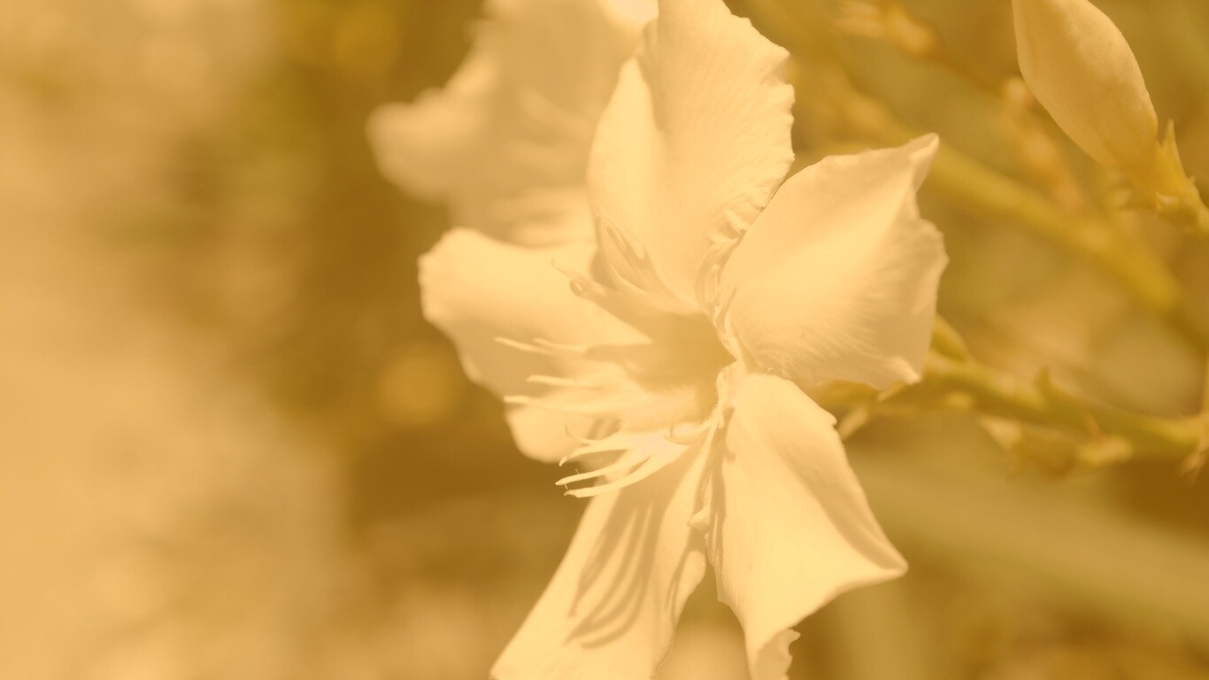 Эухарис, амазонская лилия обои