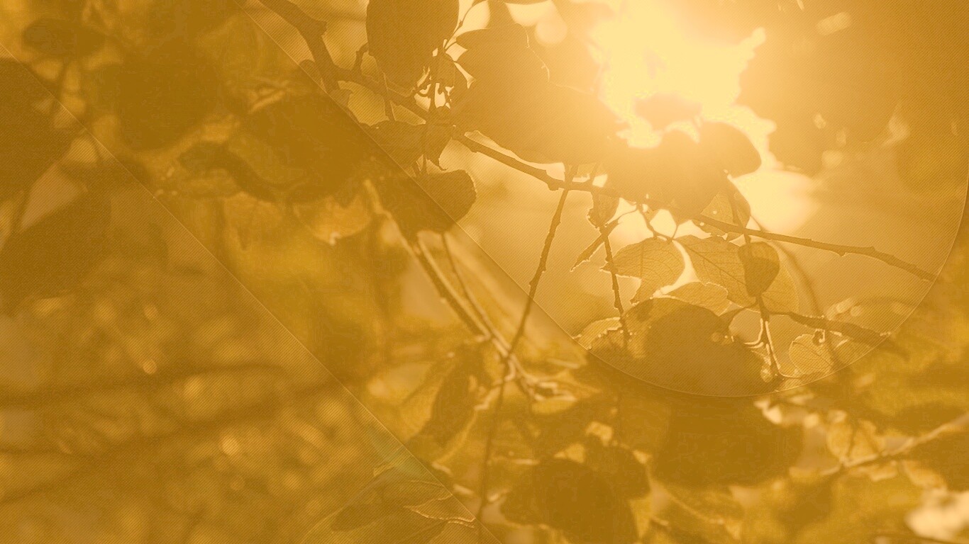 Солнце пробивается сквозь листву обои