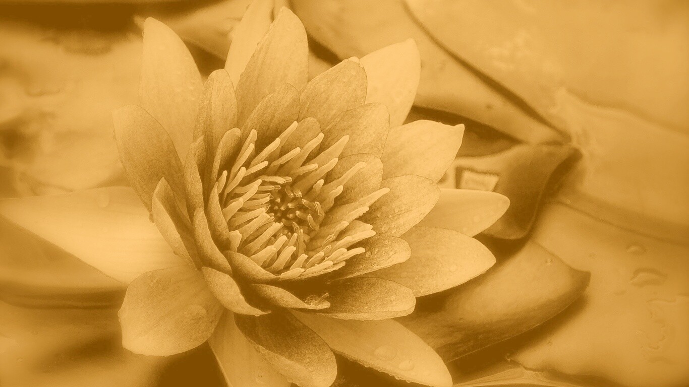 Кувшинка обои