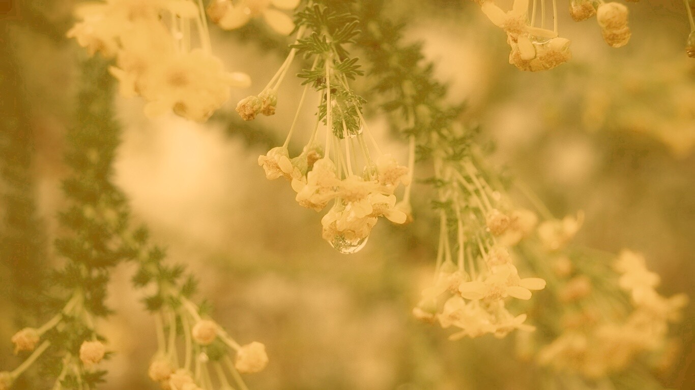 Жёлтые цветочки на ветке обои