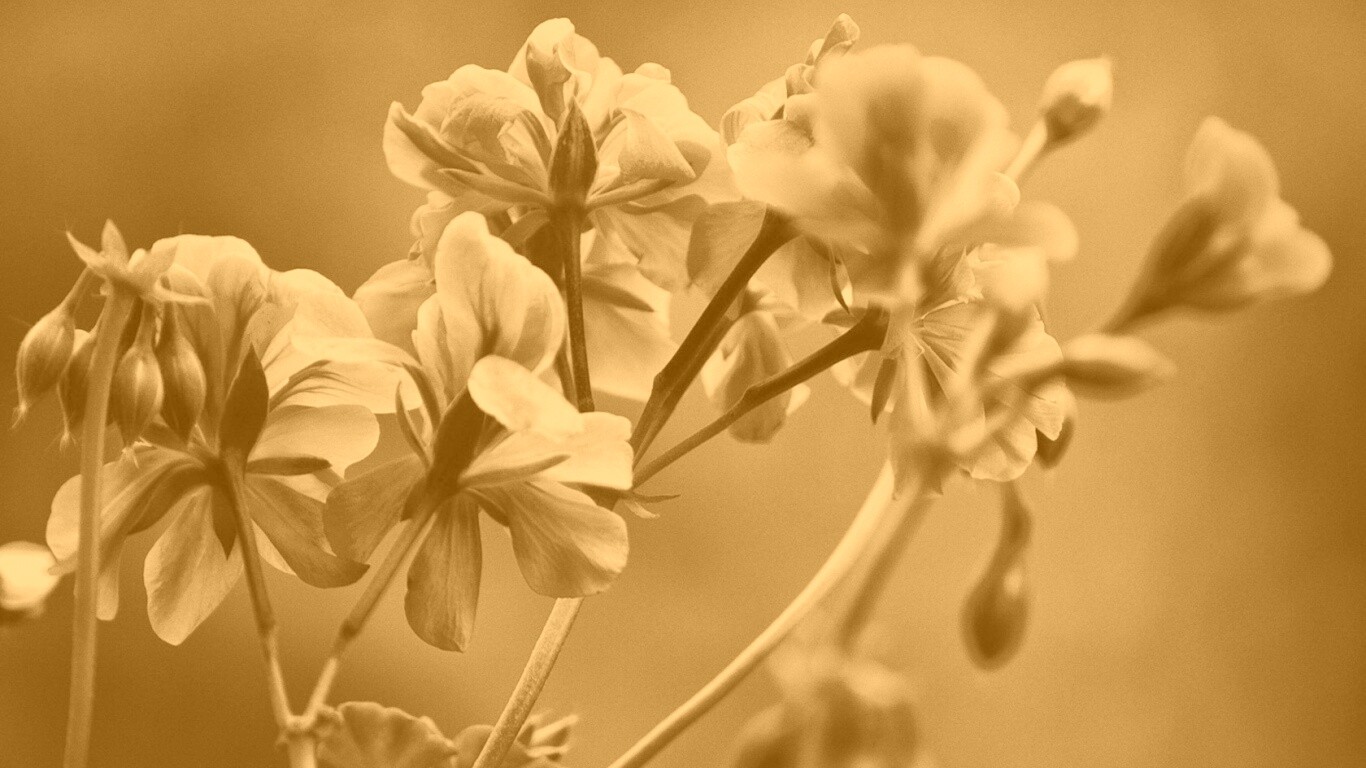 Чёрно-белое фото цветов обои