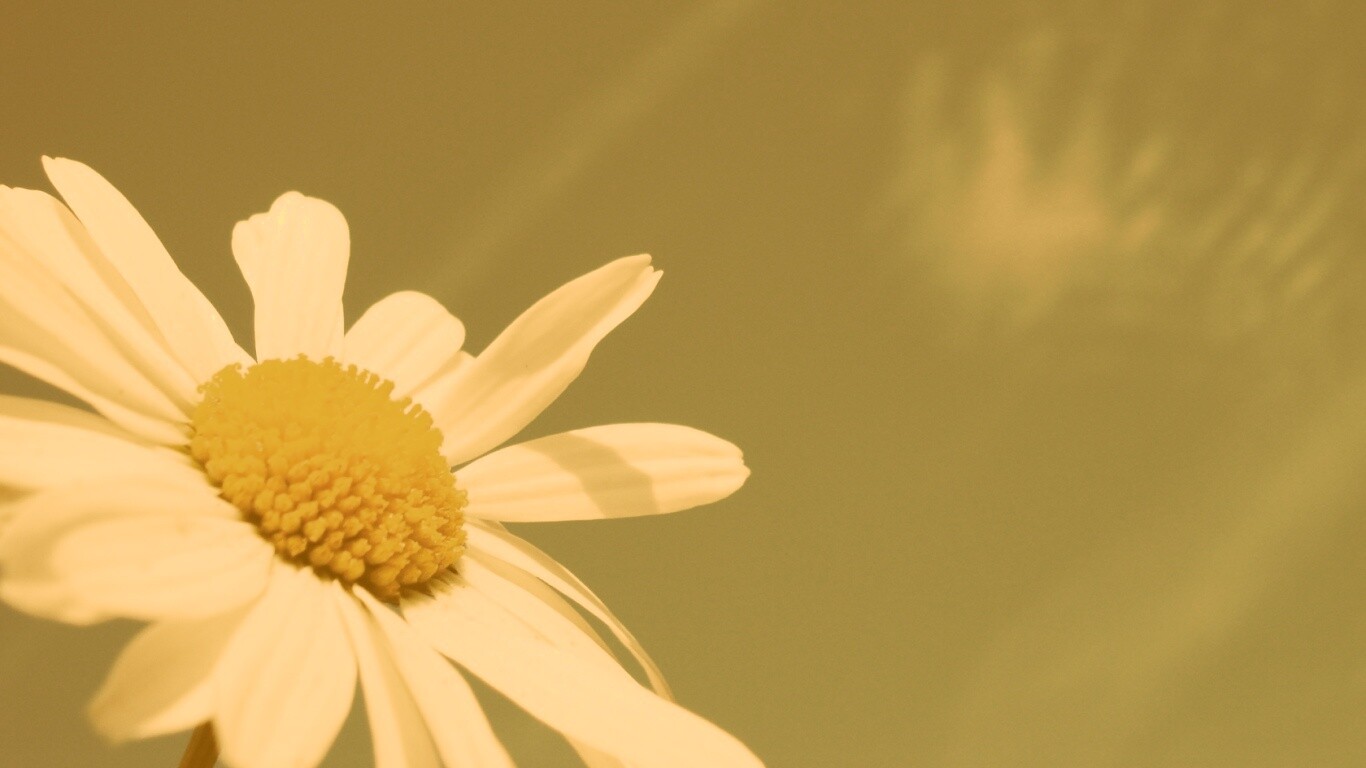 Ромашка на фоне синего неба обои