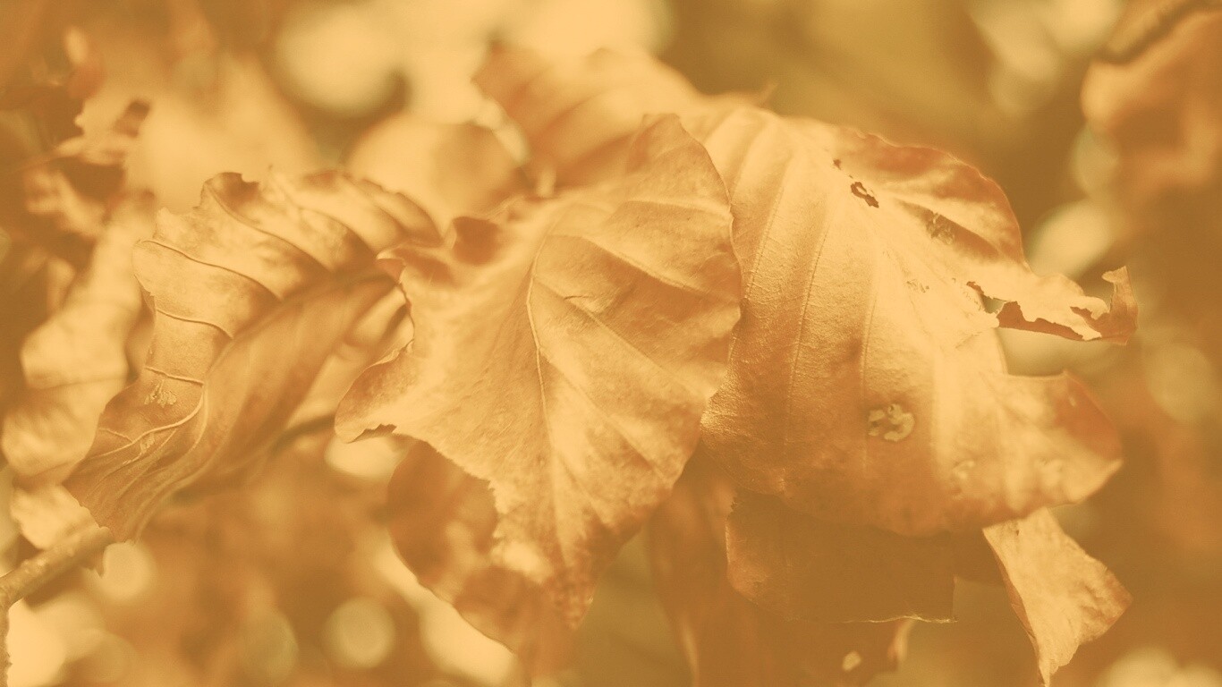 Засохший лист обои