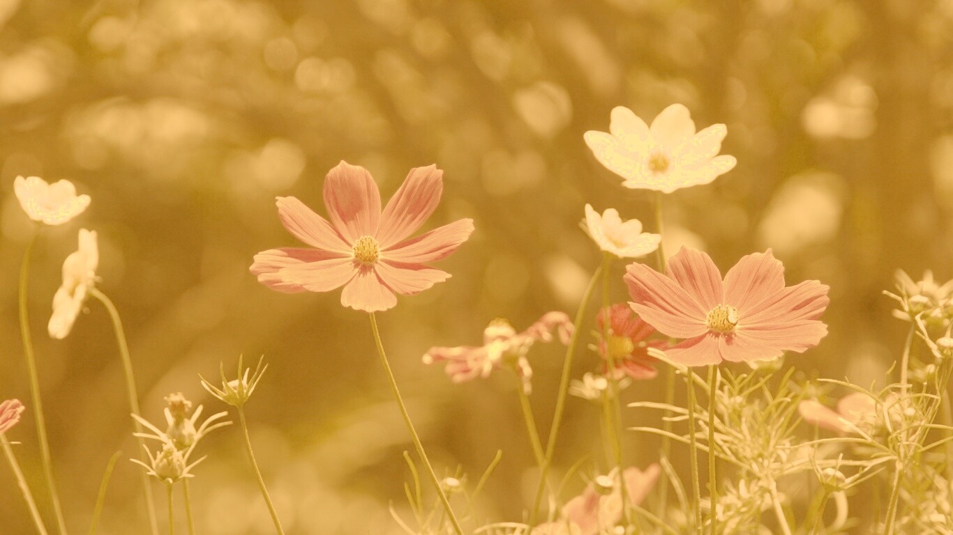 Белые и розовые цветочки обои