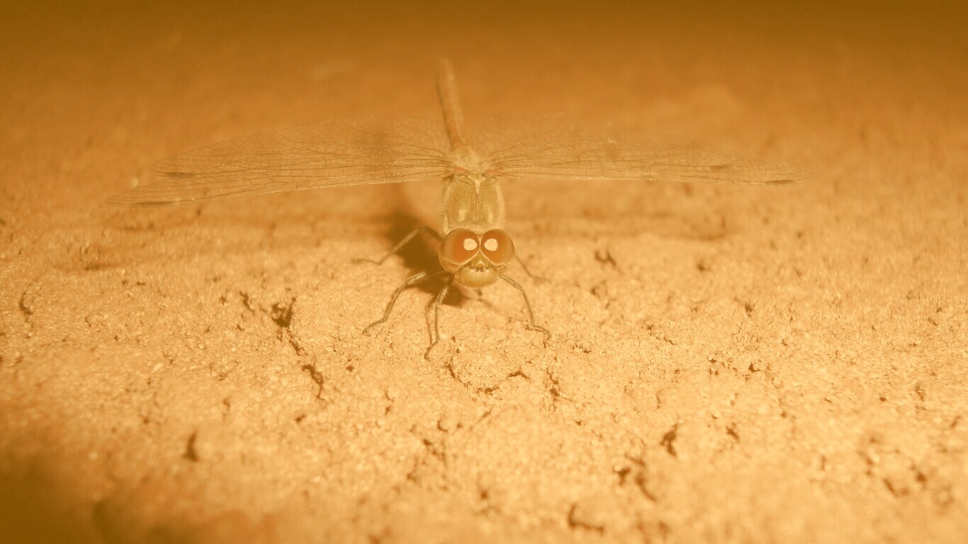 Стрекоза обои