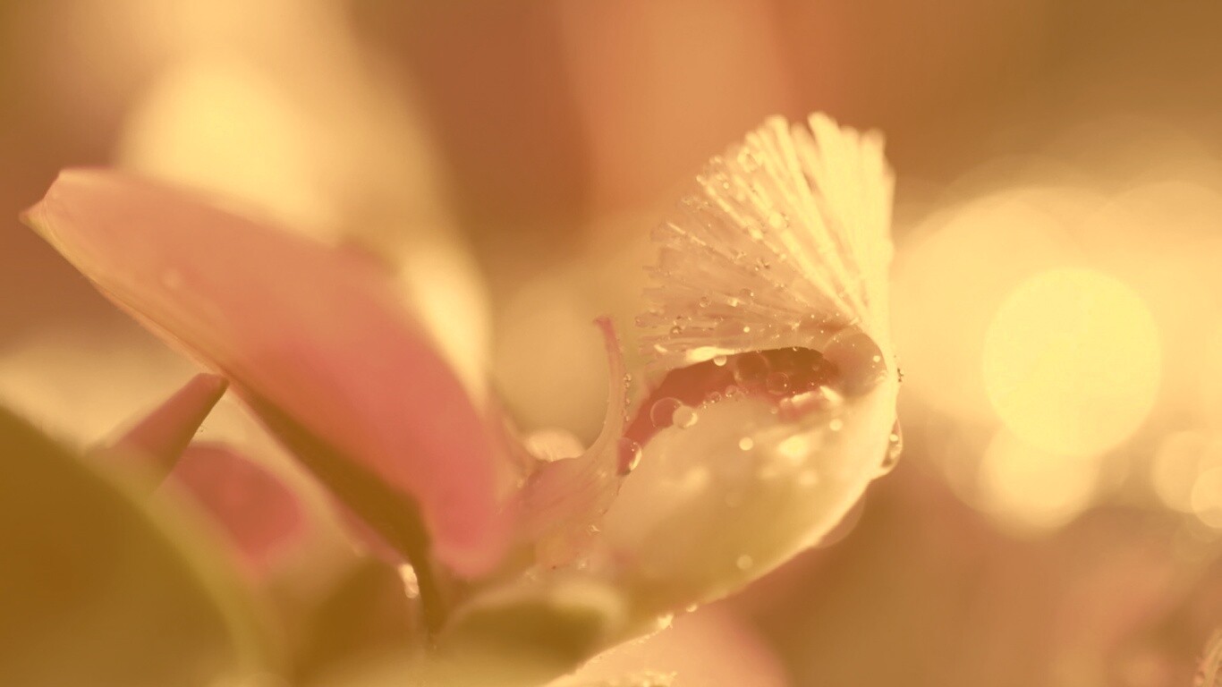 Капли на лиловом цветке обои