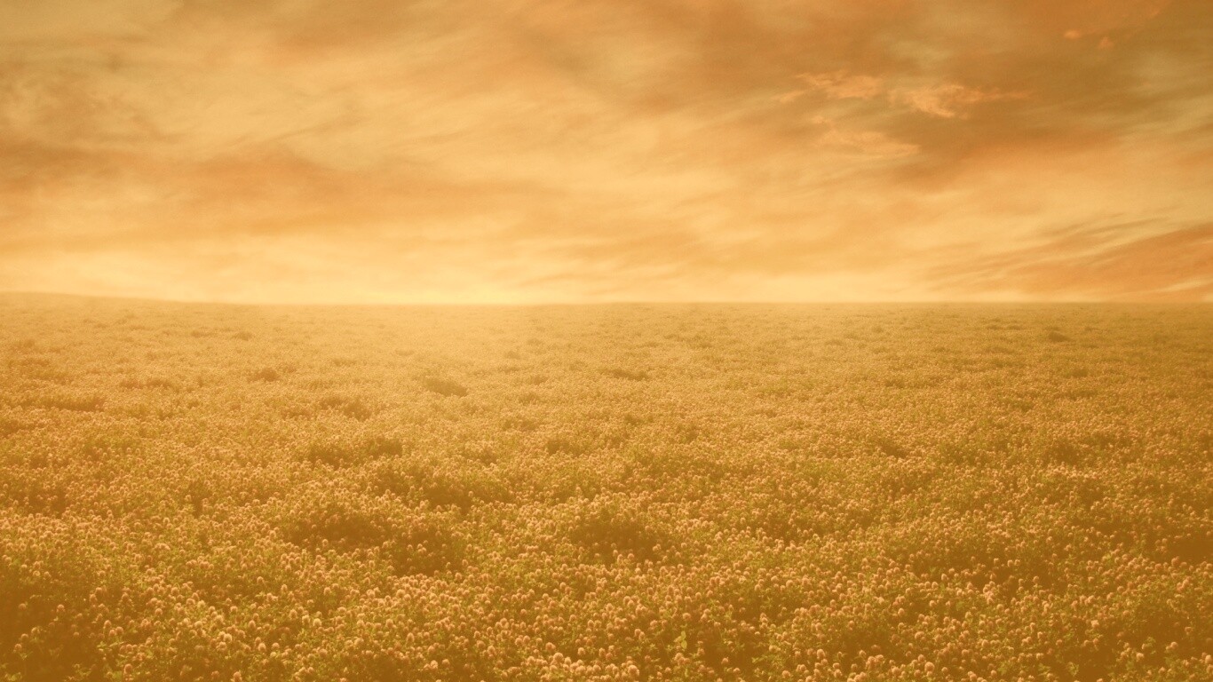 Закатное небо над цветочным полем обои