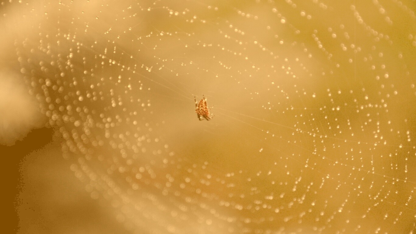 Паук на паутине обои