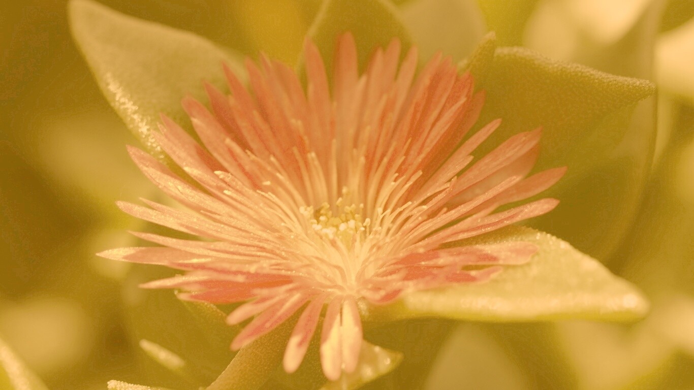 Чудесный цветок обои