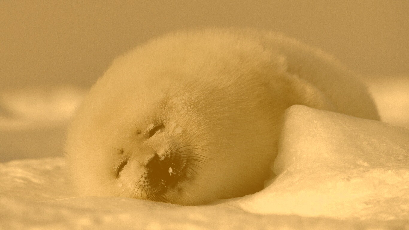 Гренландский тюлень обои