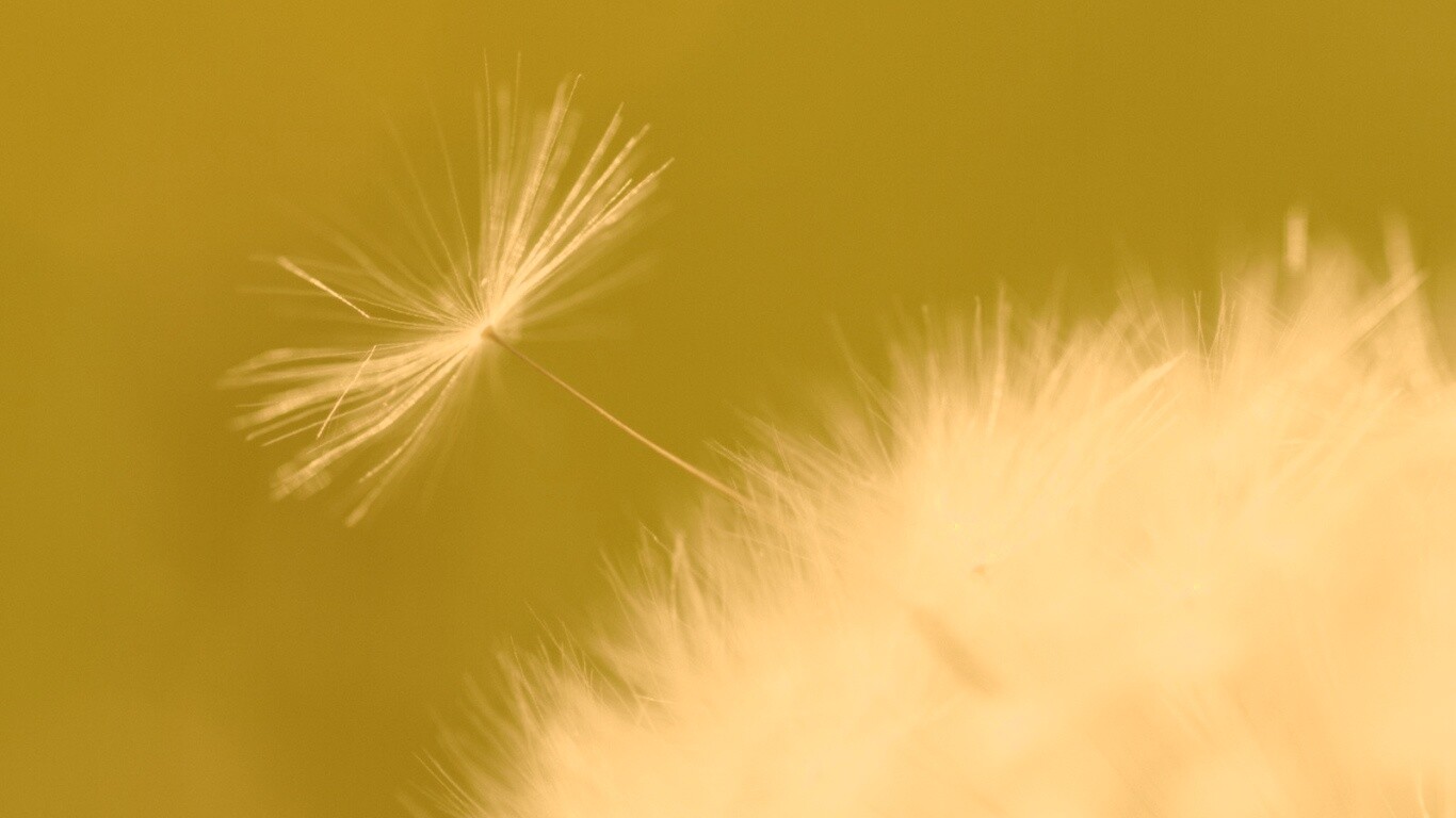 Пушинка одуванчика обои