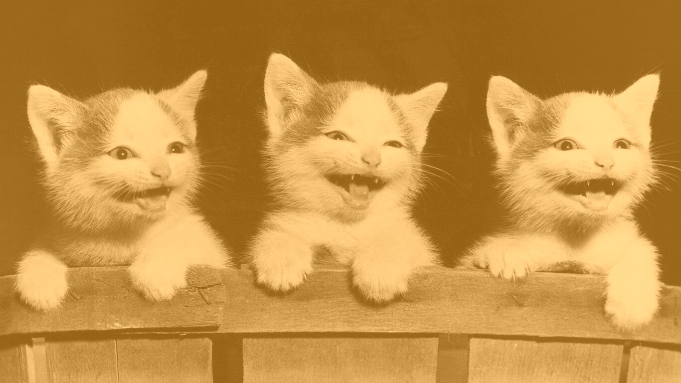 Три милых котенка обои