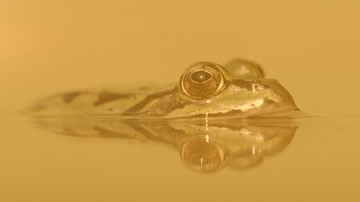 Лягушка обои