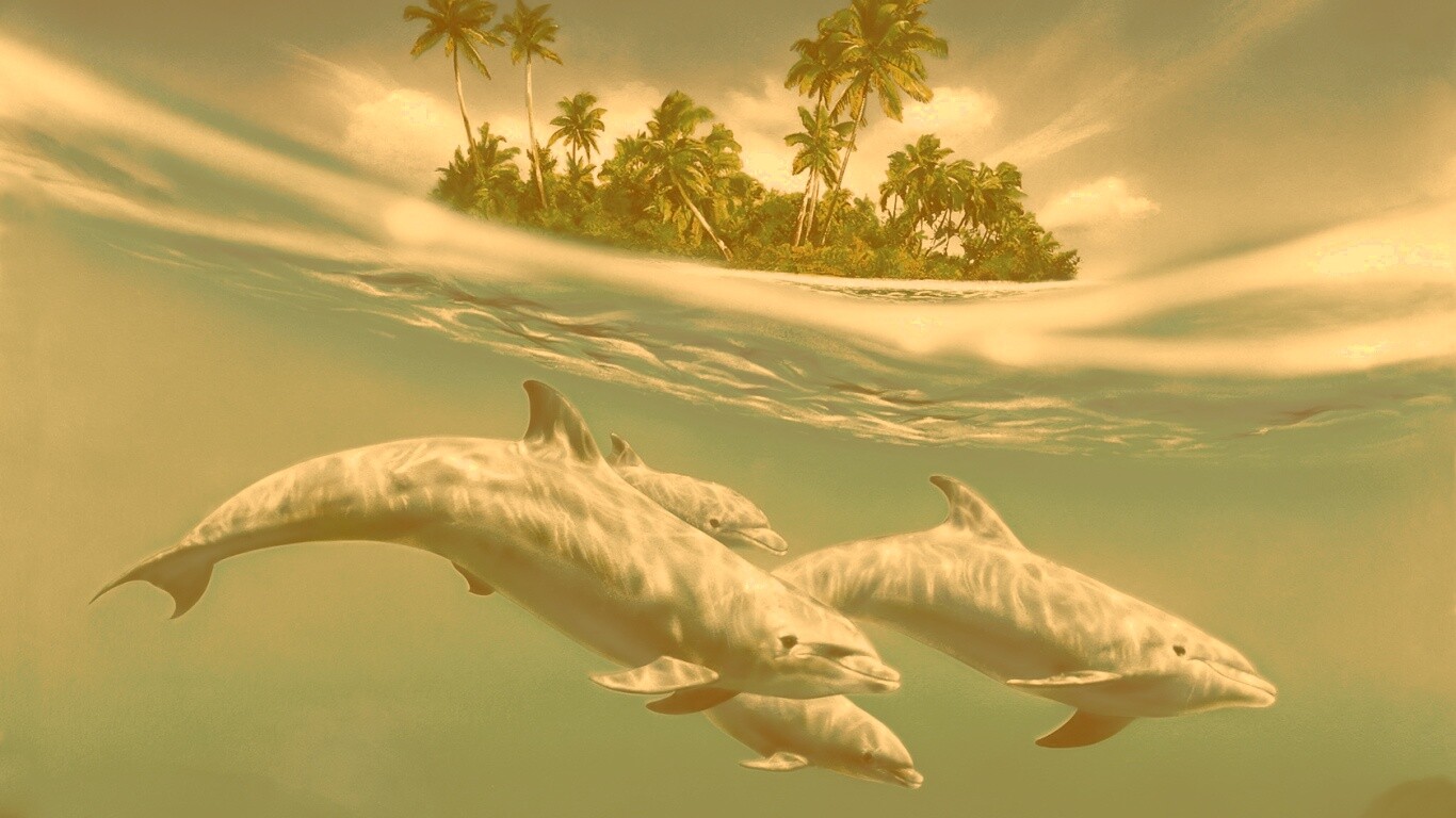 Остров дельфинов обои